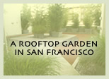 A ROOFTOP GARDEN IN SAN FRANCISCO