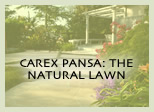 CAREX PANSA: THE NATURAL LAWN