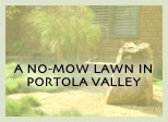 A NO-MOW LAWN IN PORTOLA VALLEY