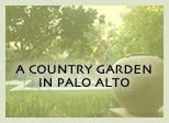 A COUNTRY GARDEN IN PALO ALTO